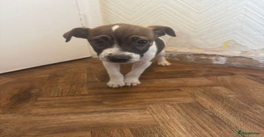 Jack Russell dogs - Advert 7