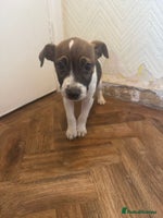 Jack Russell dogs - Advert 7