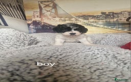 Cockapoo dogs for sale: 4 outstanding cockerpoos  - Image 14