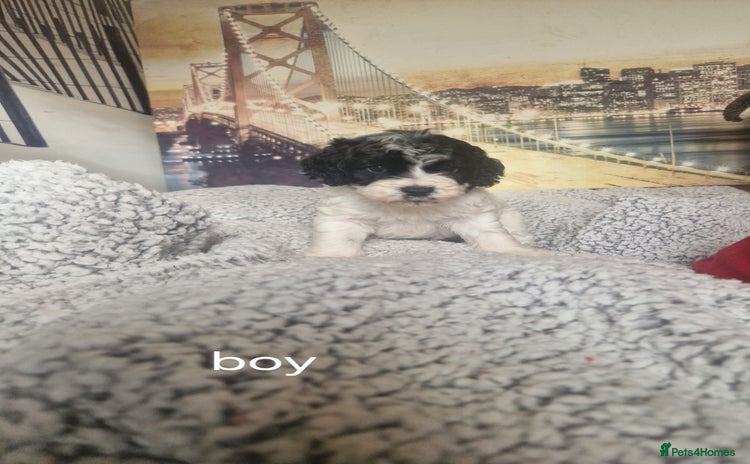 Cockapoo dogs - Advert 13