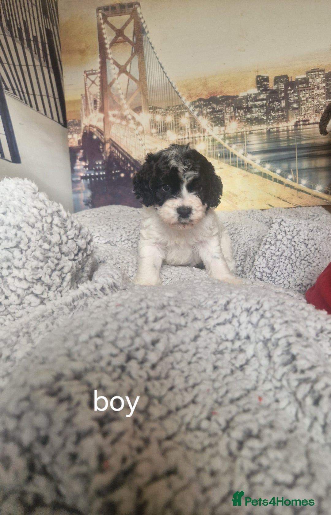 Cockapoo dogs for sale: 4 outstanding cockerpoos  - Image 14