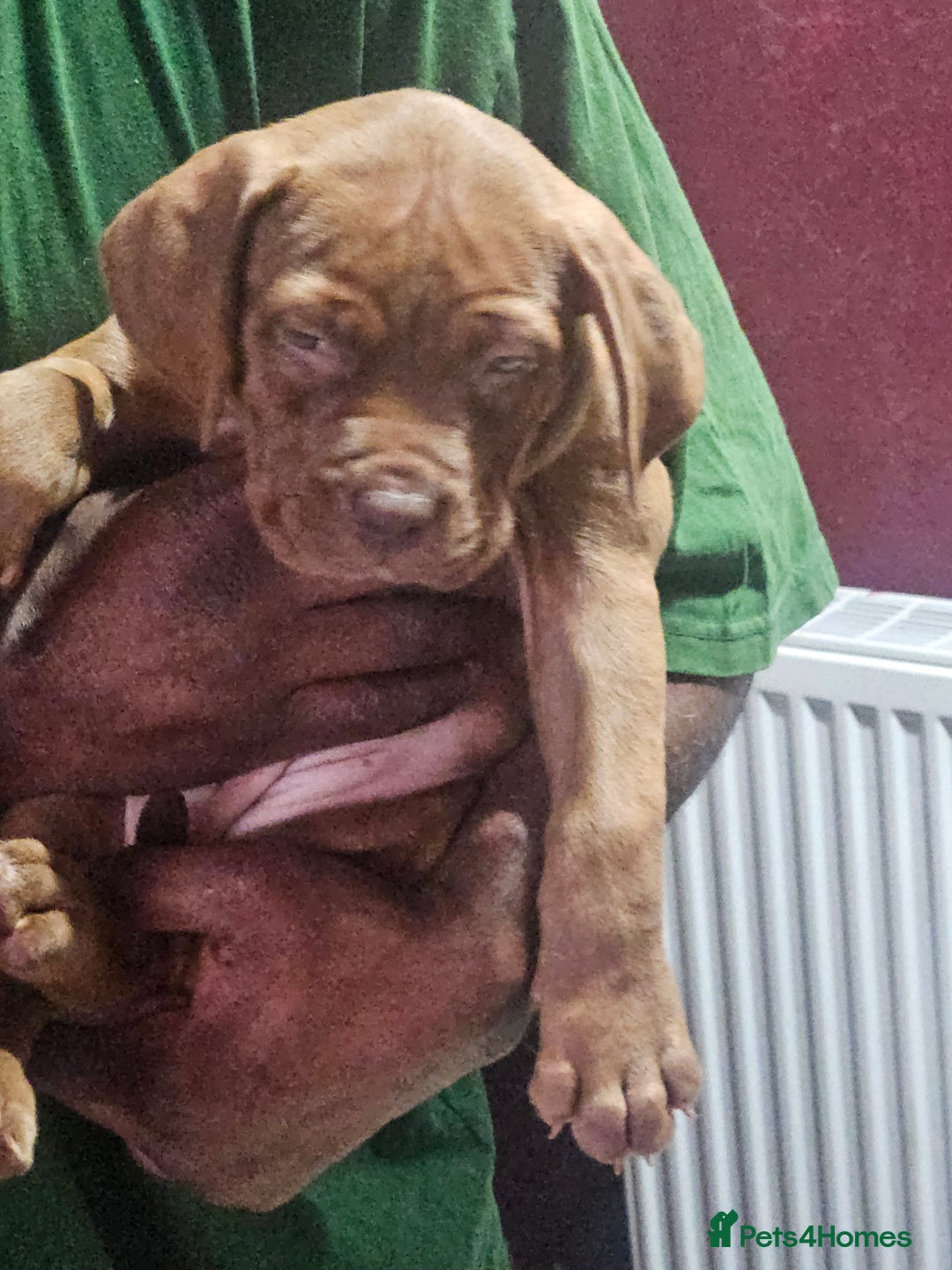 Dogue De Bordeaux dogs for sale: Dog de borduex cross rottweiler  - Image 5