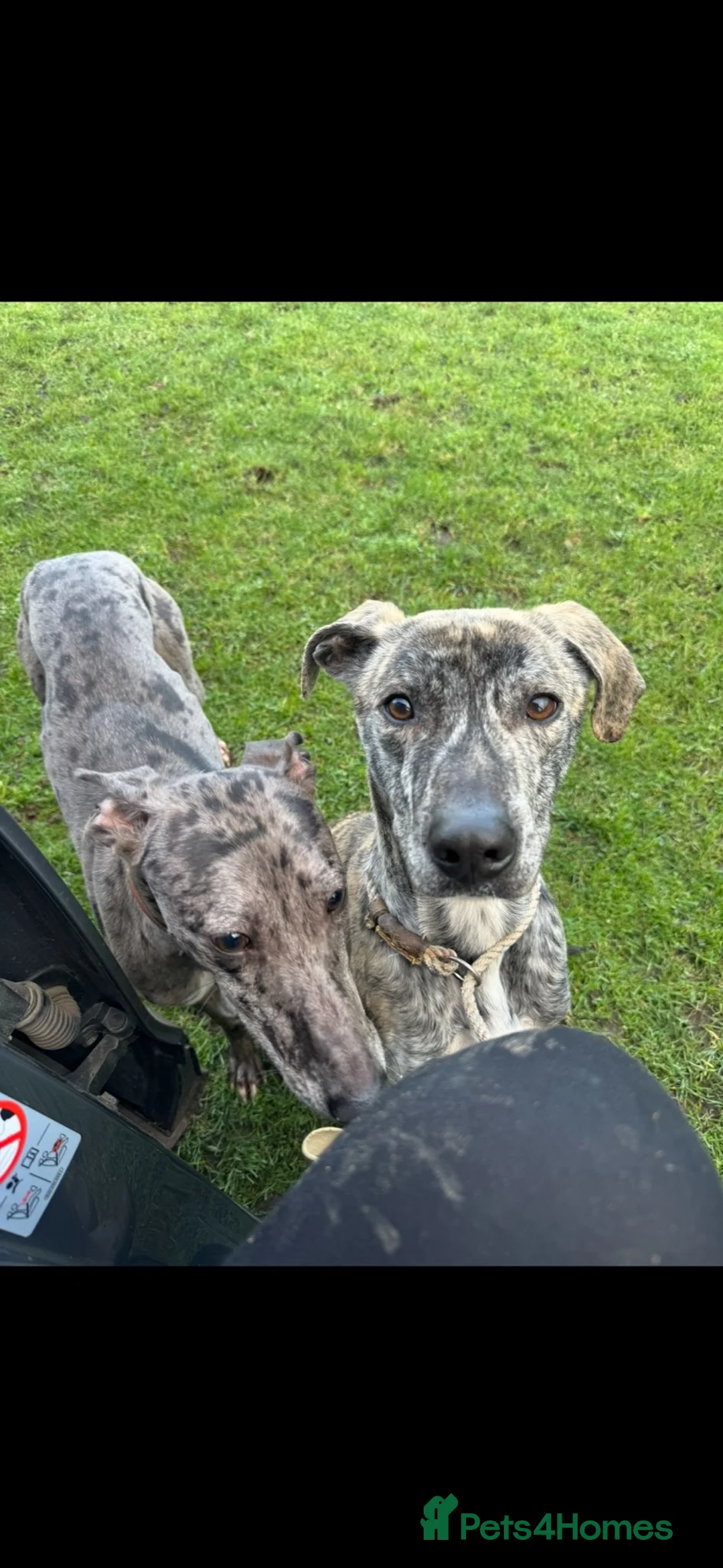 Lurcher dogs for sale: Ronnie and Winnie - lurcher and bull lurcher  - Advert 1