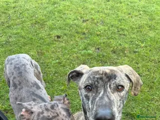 Lurcher dogs Ronnie and Winnie - lurcher and bull lurcher - Advert 1