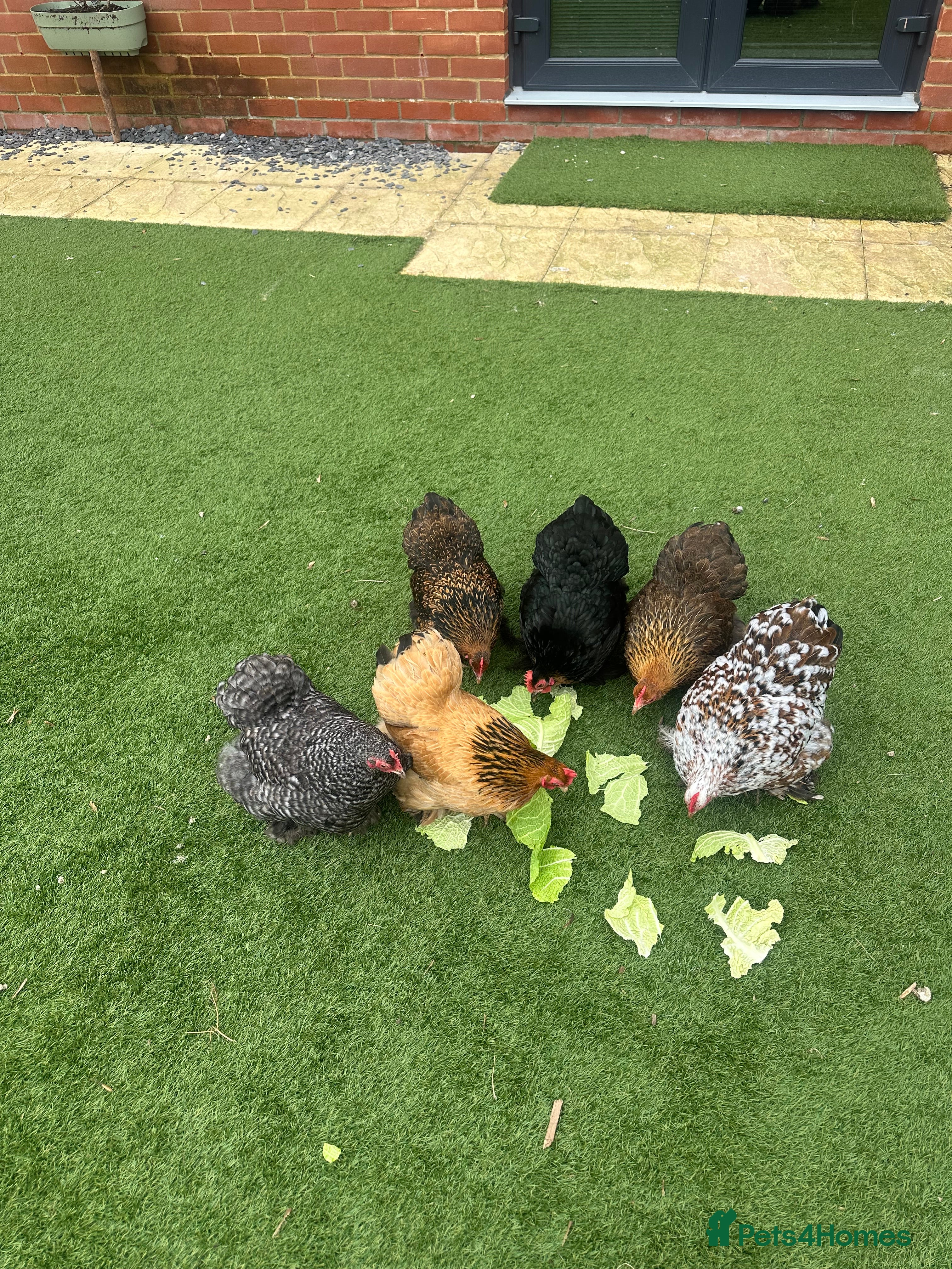 Chickens poultry 9 bantams  - Advert 1