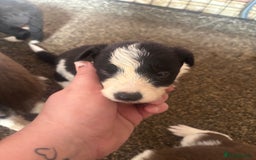 Border Collie dogs for sale: Beautiful pups B&W / R&W  - Image 4