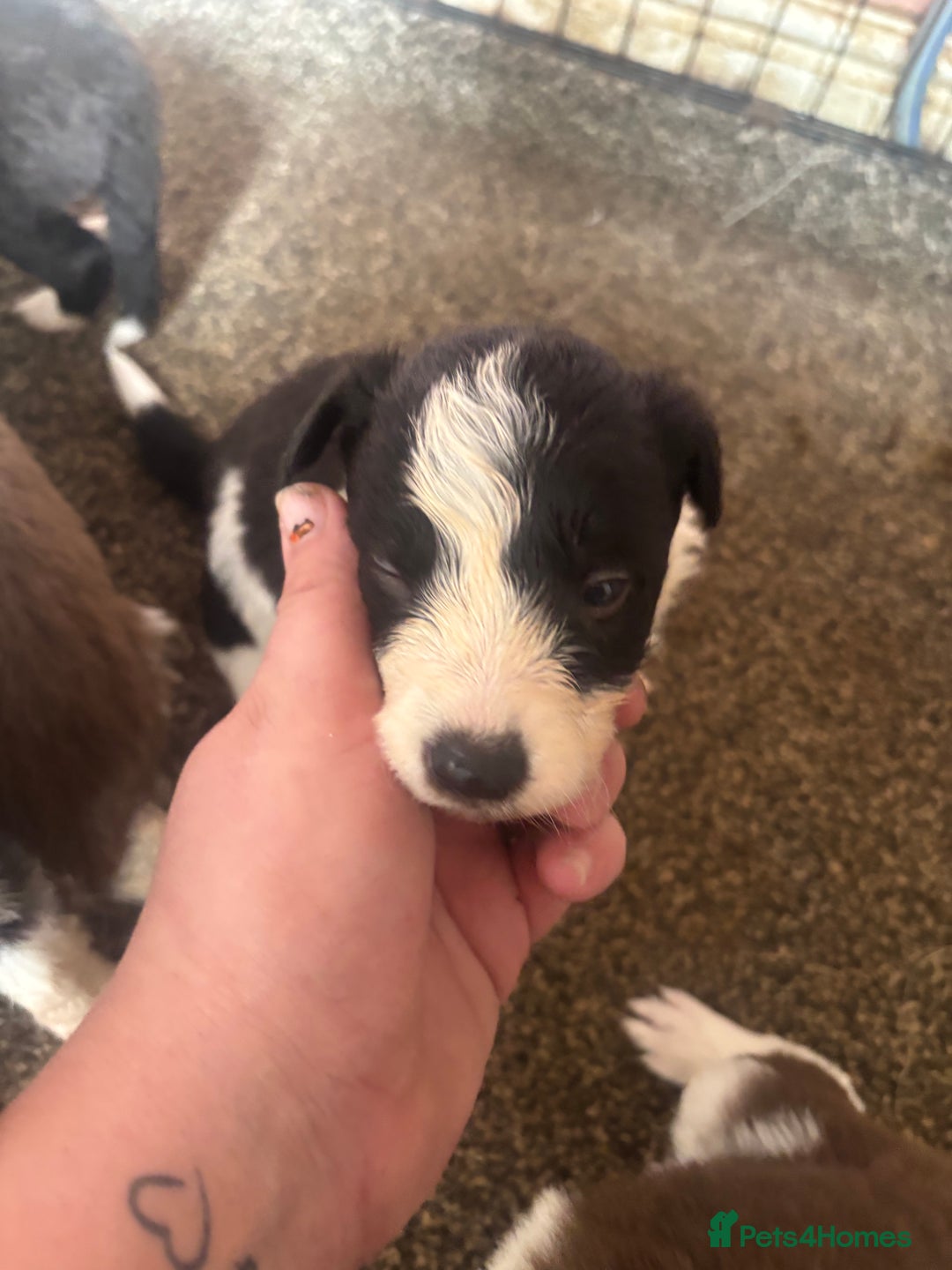 Border Collie dogs for sale: Beautiful pups B&W / R&W  - Image 4