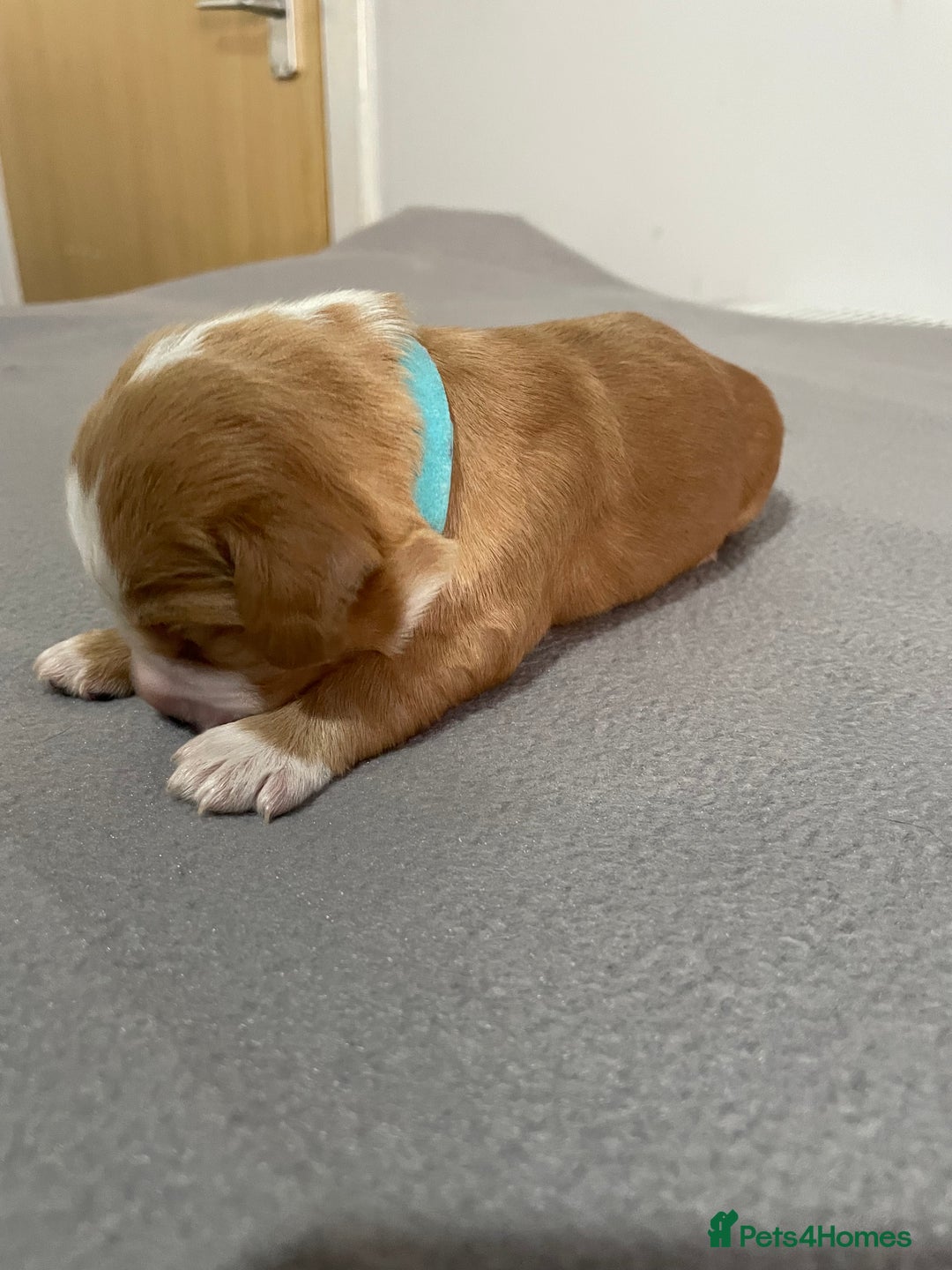 Cocker Spaniel dogs for sale: Cocker Spaniel Puppies - Advert 6