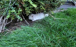 Mini Lop rabbits for sale: Friendly minilops father and son - Image 3