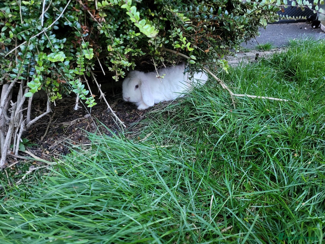 Mini Lop rabbits for sale: Friendly minilops father and son - Image 3
