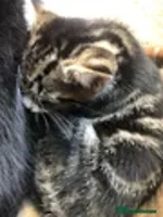 Mixed Breed cats - Advert 14