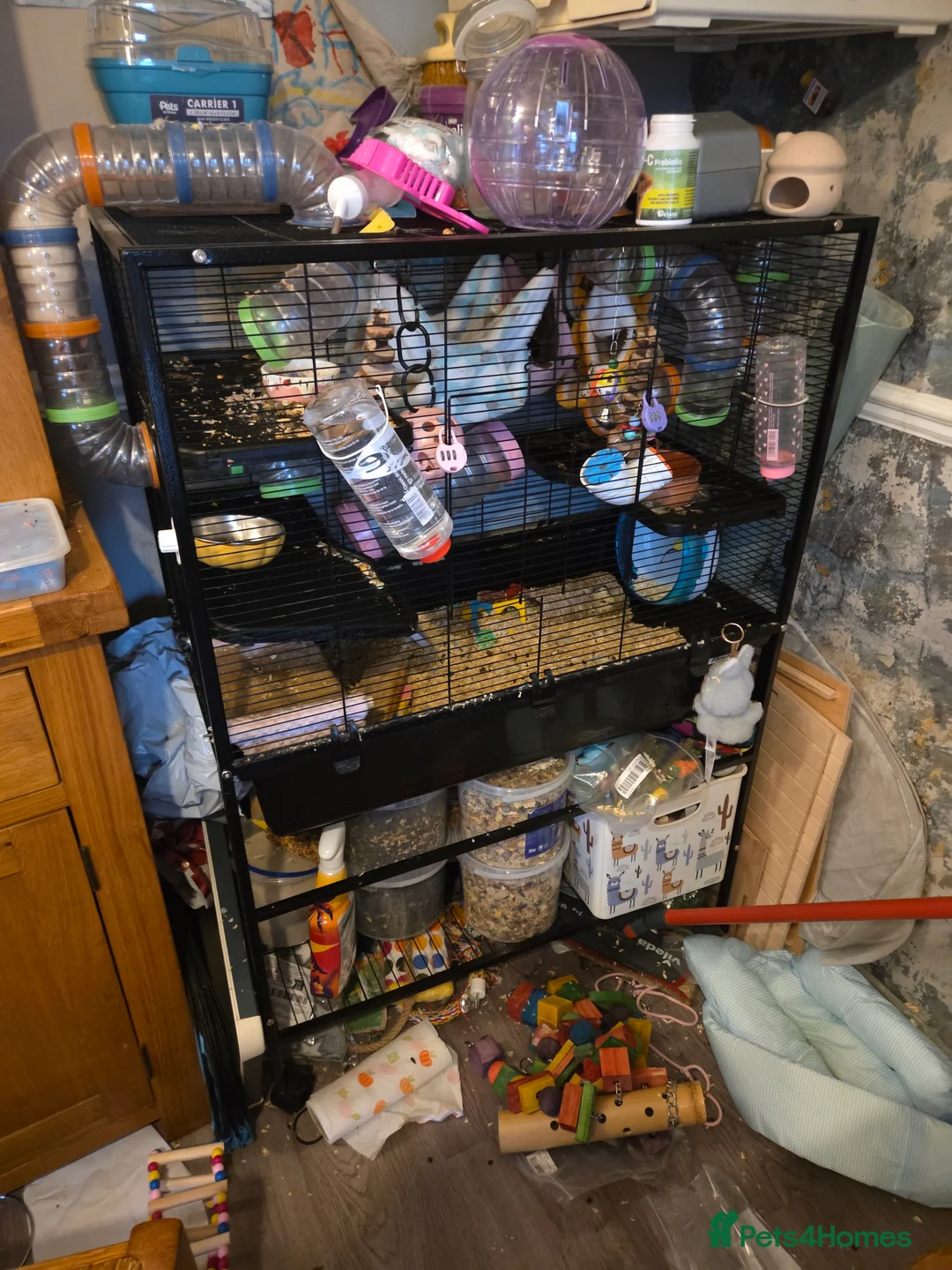 Rat rodents for sale: 3 gorgeous very happy female rats for sale. - Advert 1