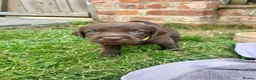 Labrador Retriever dogs for sale: KC Registered Labrador Puppies - Advert 14