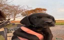 Labrador Retriever dogs for sale: Labrador x GWP - Image 2