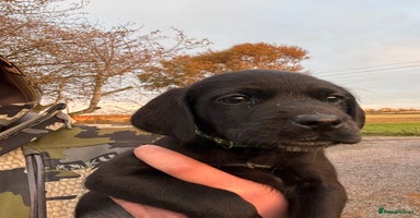 Labrador Retriever dogs - Advert 3