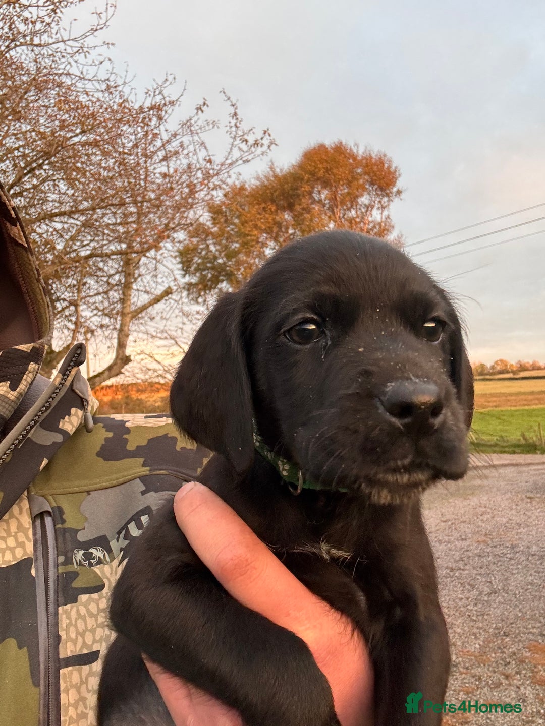 Labrador Retriever dogs for sale: Labrador x GWP - Image 2