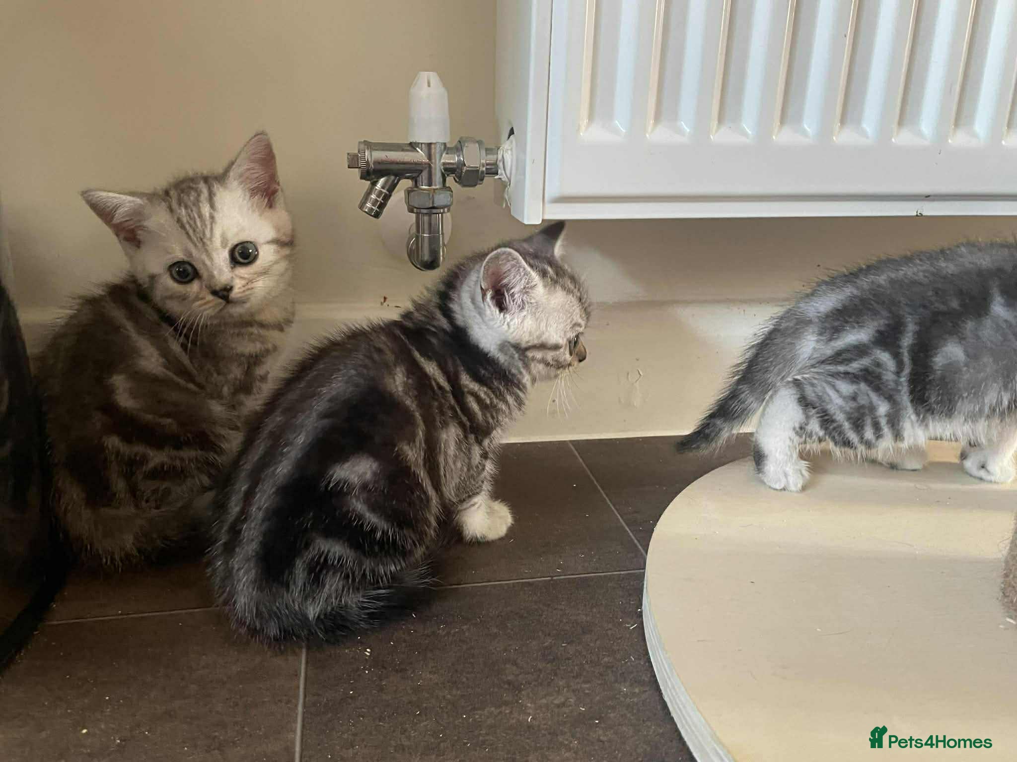 British Shorthair cats British Shorthair Silver Tabby Kittens - Advert 2