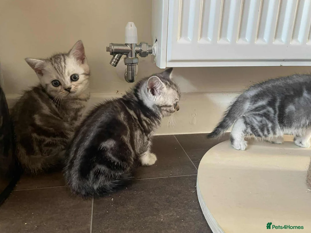British Shorthair cats for sale: British Shorthair Silver Tabby Kittens - Advert 1