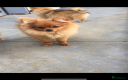 Pomeranian dogs for sale: Pomeranian Trio☘️, 3 pups remaining  in Romford - Image 5