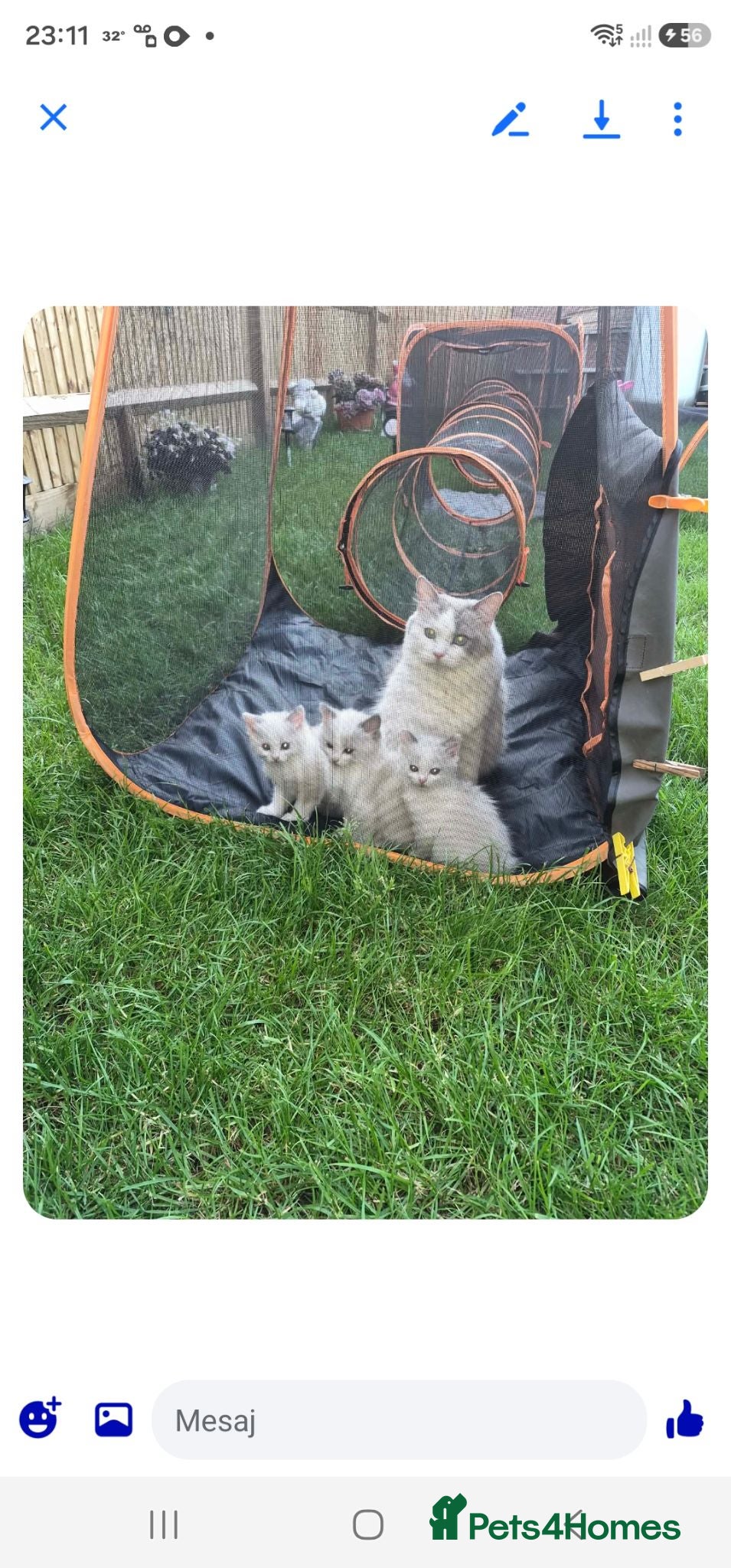 Ragdoll cats Kitten Ragdoll bicolor- 1 boy and 2 girls  - Advert 1