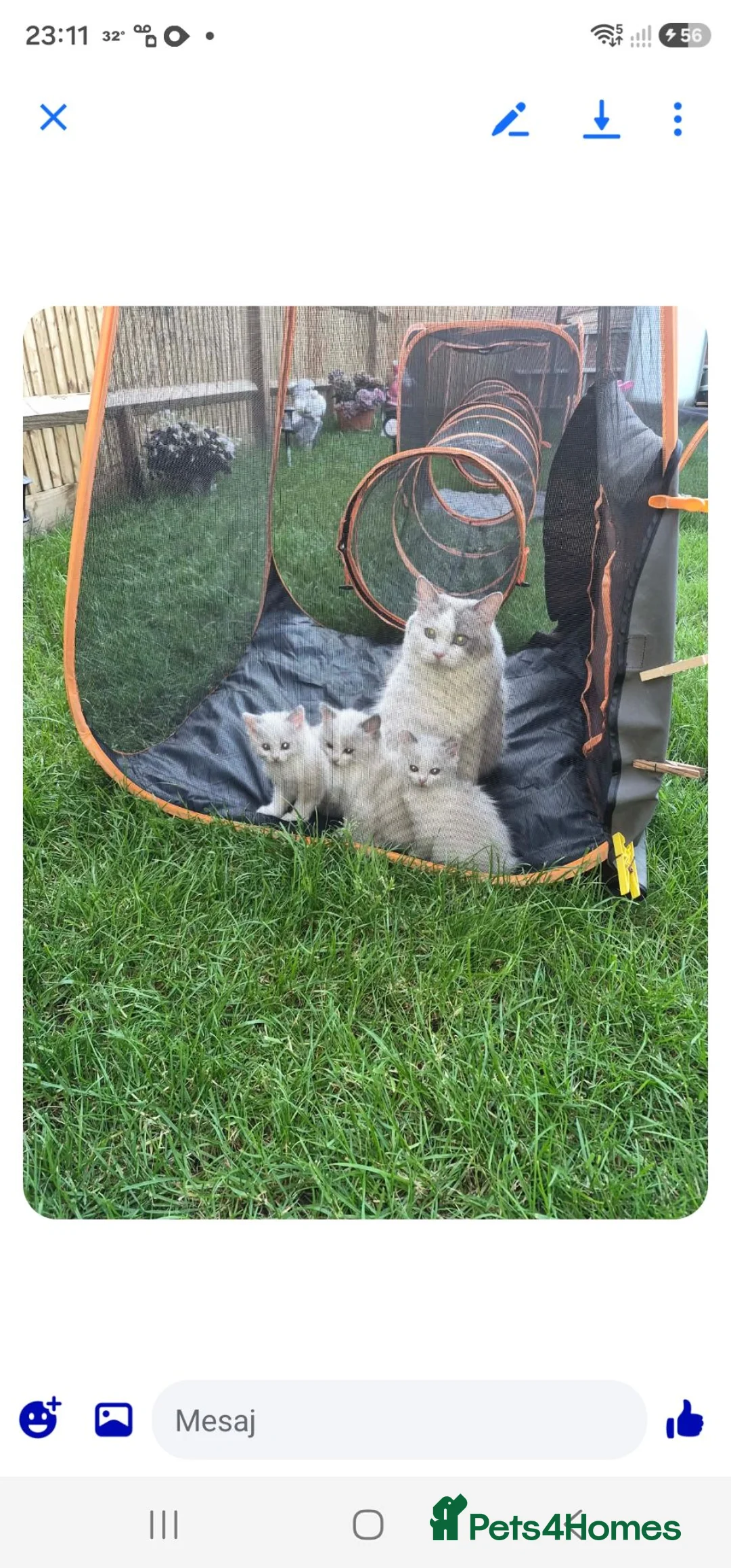 Ragdoll cats for sale: Kitten Ragdoll bicolor- 1 boy and 2 girls  in Fareham - Advert 1