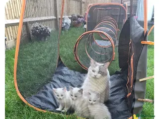 Ragdoll cats Kitten Ragdoll bicolor- 1 boy and 2 girls - Advert 3