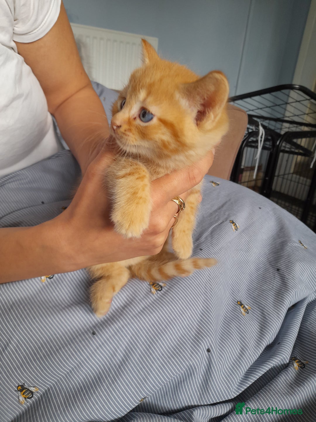 Mixed Breed cats for sale: Gorgeous Ragamuffin x kittens. - Image 10