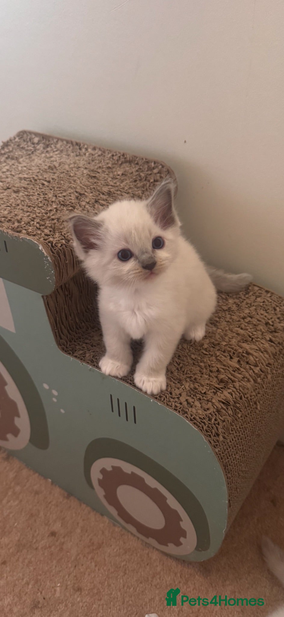 Ragdoll cats GCCF Adorable ragdoll kittens ready to gohome now - Advert 10
