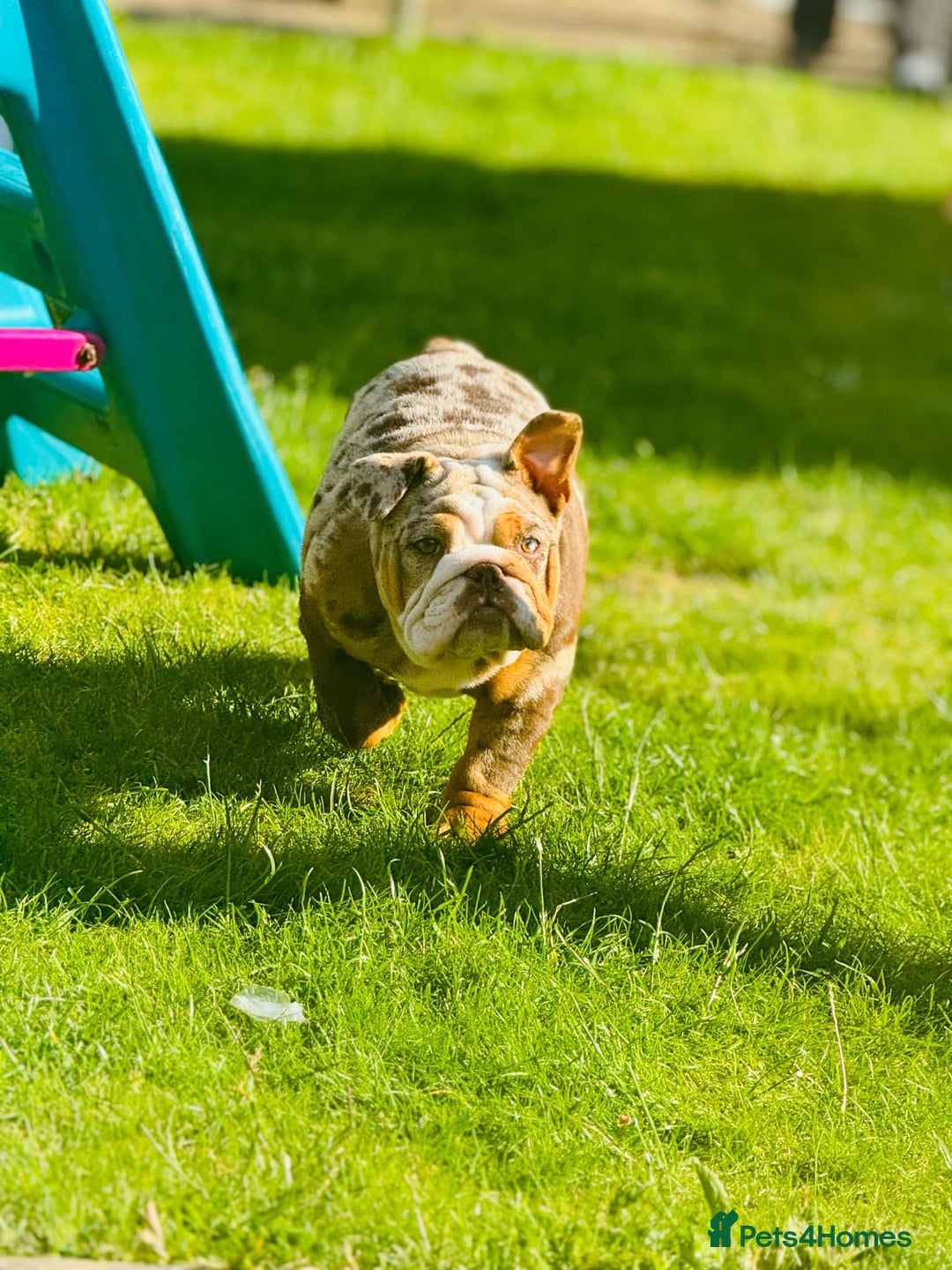 English Bulldog dogs for sale: Chocolate tri merle female in Preston - Image 5