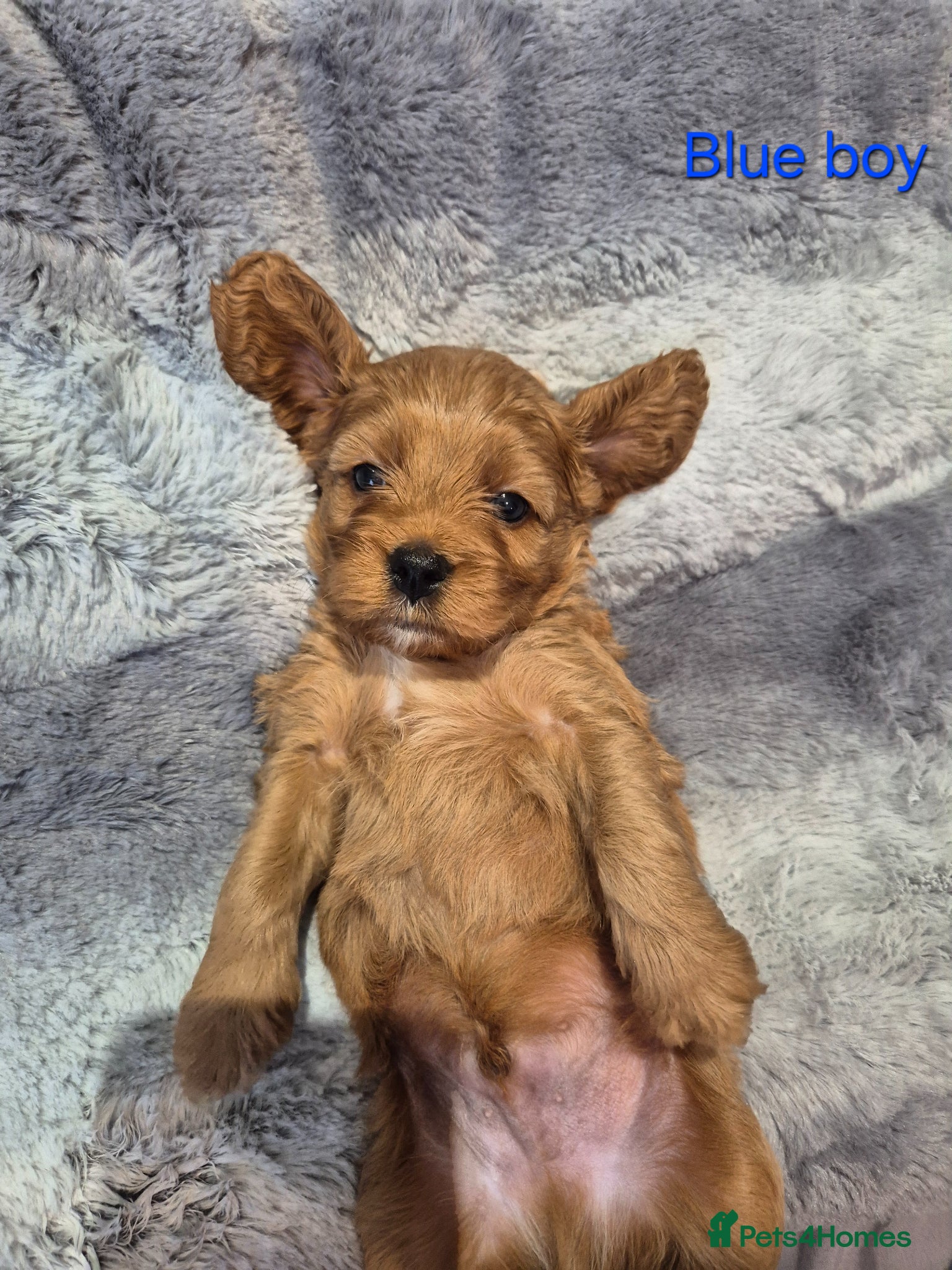 Cavapoo dogs Beautiful F1 Cavapoo puppies - Advert 9
