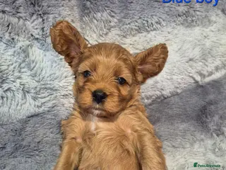 Cavapoo dogs Beautiful F1 Cavapoo puppies - Advert 9