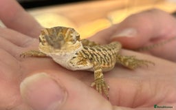 Bearded Dragon reptiles for sale: 15 Baby dearded dragons - Image 7
