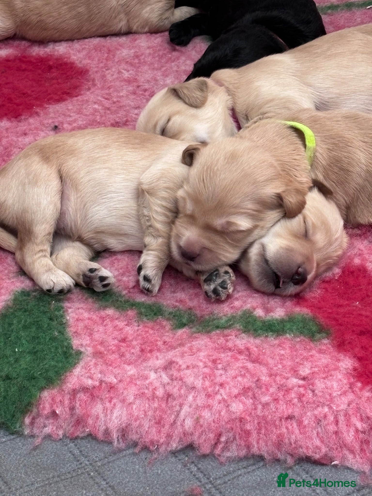 Mixed Breed dogs Gorgeous Ultimate Doodles - Advert 1