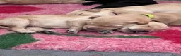Mixed Breed dogs for sale: Last 2! Gorgeous Ultimate Doodles - Advert 13