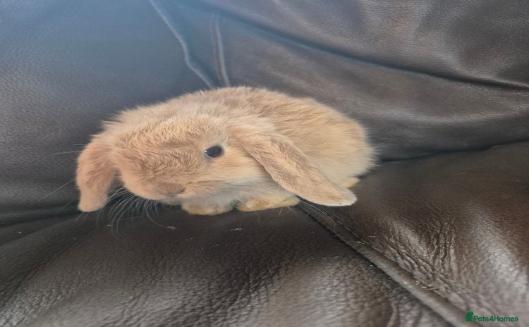 English Lop rabbits - Advert 1