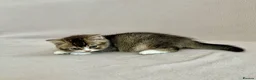 British Shorthair cats for sale: 🐾 Purebred Golden BSH kittens 🐾  in Leeds - Advert 22