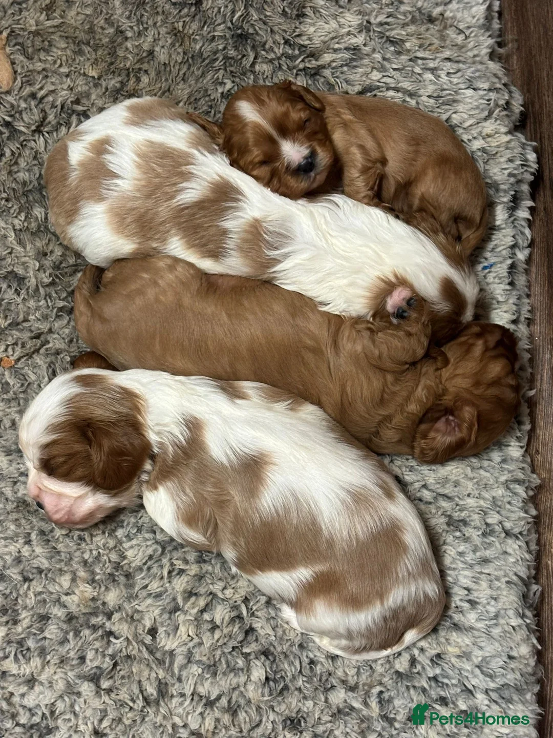 Cavalier King Charles Spaniel dogs for sale: Lovely king Charles Cavalier  - Advert 4
