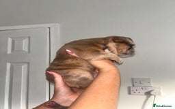 French Bulldog dogs for sale: French bulldog  - Image 14