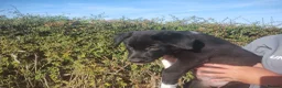 Border Collie dogs for sale: Traditional Border Collie Puppies - Advert 5