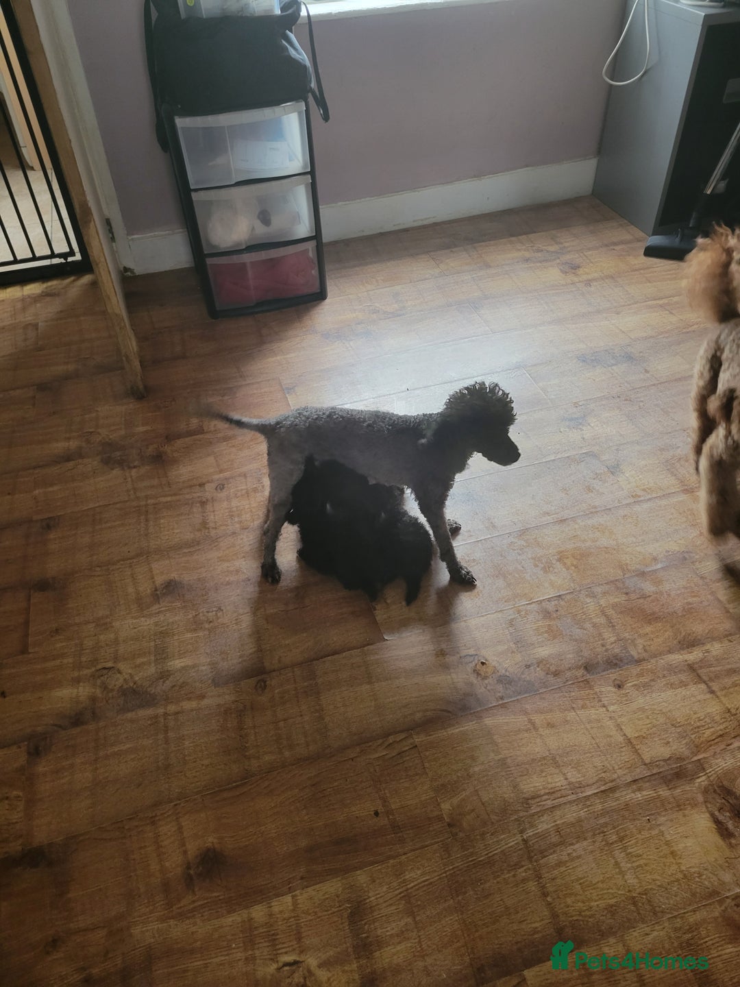 Toy Poodle dogs for sale: **Beautiful Toy Poodle Babies** - Image 9