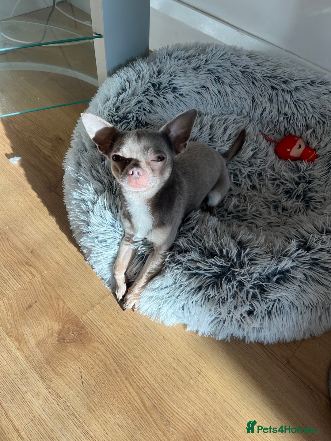 Chihuahua dogs for stud: Proven Lilac KC registered chihuahua for stud  in Liverpool - Advert 2