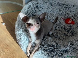 Chihuahua dogs Proven Lilac KC registered chihuahua for stud in Liverpool - Advert 17