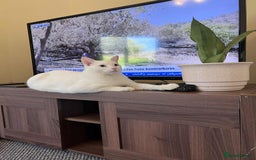 Ragdoll cats for sale: Glasgow G52 2jy - Image 7