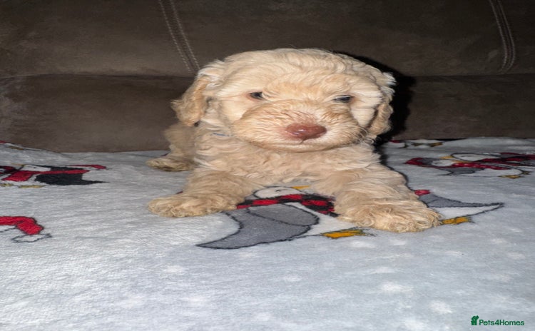 Labradoodle dogs - Advert 4