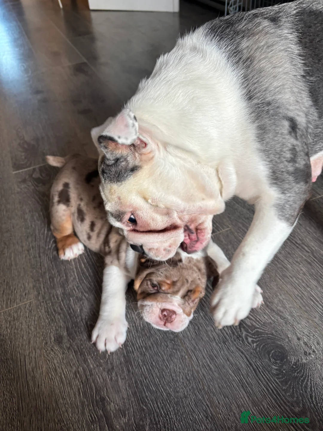 English Bulldog dogs for sale: Bulldog Puppies Champion bloodlines - Advert 7