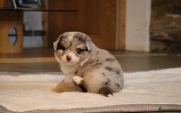 Australian Shepherd dogs for sale: Australian Shepherd Puppies  - Image 20
