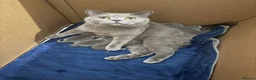 British Shorthair cats for sale: Stunning British Shorthair Blue Kittens Ready  - Advert 1