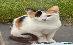 Mixed Breed cats for sale: Gorgeous kittens for Sale - Image 12