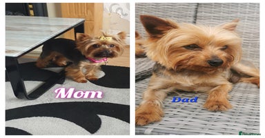 Yorkshire Terrier dogs - Advert 1
