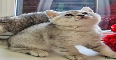 British Shorthair cats - Advert 2